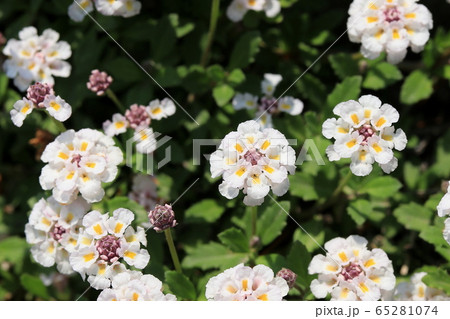 ヒメイワダレソウの花 ヒメイワダレソウの花 65281074