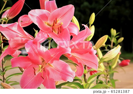 美しい百合の花 美しい百合の花 65281387