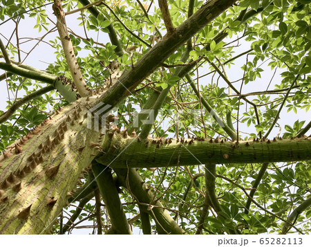 The texture is a wooden green tree, chorizion The texture is a wooden green tree, chorizion 65282113