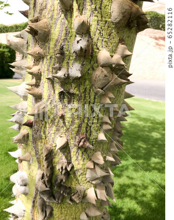 The thick trunk of a green natural natural 65282116
