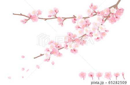 桜の枝から花弁が舞い散るイラストのイラスト素材