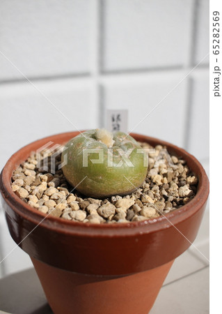 サボテン　銀冠玉　  65282569