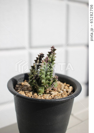 多肉植物 竜王角 多肉植物 竜王角 65282706