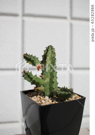 多肉植物　セブリナ　セブリナ錦 65282866