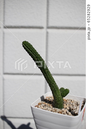 多肉植物 エキドノプシス 青竜角 多肉植物 エキドノプシス 青竜角 65282929