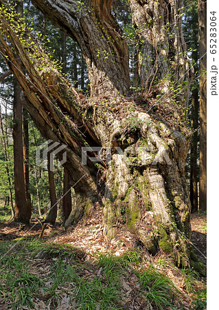 植林の中の大クリ 福島県只見町 植林の中の大クリ 福島県只見町 65283064