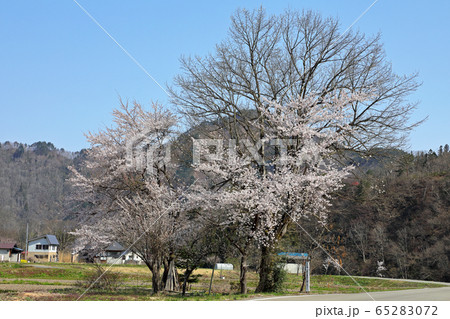 黒谷川の大コブシは芽吹き始め、でも桜咲く 福島県只見町 黒谷川の大コブシは芽吹き始め、でも桜咲く 福島県只見町 65283072