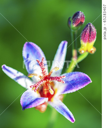 開花すると鮮紅色の蕊にホトトギスの斑模様が鮮やかに浮かび上がる秋の花ホトトギスの写真素材