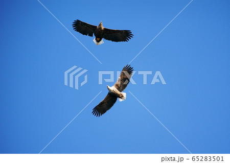 空を飛ぶ二羽のオジロワシ ”野鳥” 空を飛ぶ二羽のオジロワシ ”野鳥” 65283501