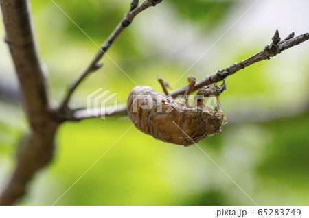 クマゼミの幼虫の抜け殻 65283749