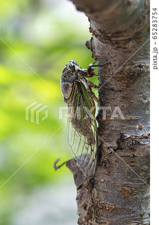 クマゼミ 65283754