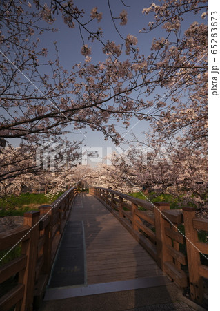 桜満開の山崎川 鼎小橋 桜満開の山崎川 鼎小橋 65283873