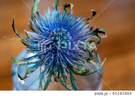アザミ スコットランドの国花の写真素材