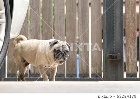 Pug dog walking and staring at camera. Eyes open. Pug dog walking and staring at camera. Eyes open. 65284179