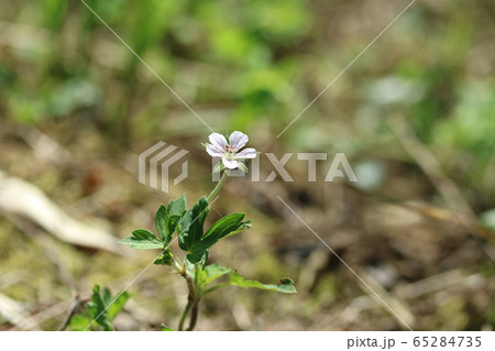 ゲンノショウコ(現の証拠)の花 雌性期 ゲンノショウコ(現の証拠)の花 雌性期 65284735