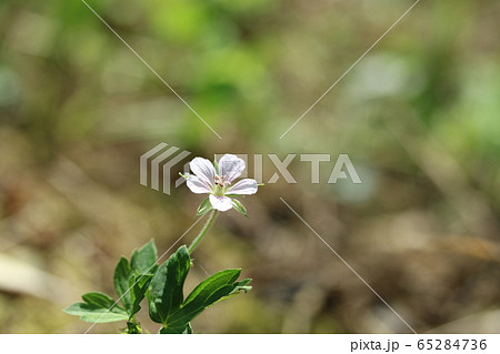 ゲンノショウコ(現の証拠)の花 雌性期 ゲンノショウコ(現の証拠)の花 雌性期 65284736