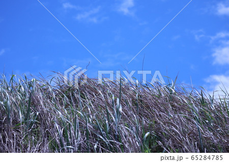 青空　草　青　雲　コピースペース　石川県　羽咋市　千里浜海岸 65284785