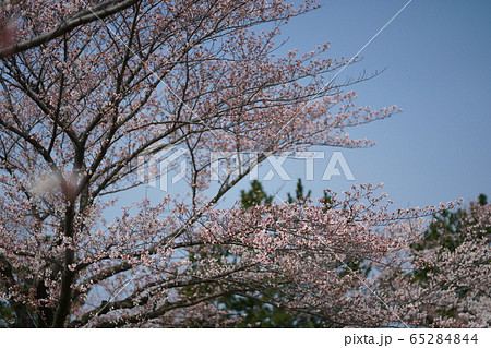 桜のある風景3 桜のある風景3 65284844