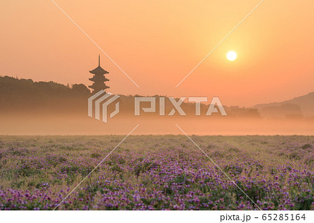岡山_レンゲ畑と国分寺五重塔の絶景 65285164