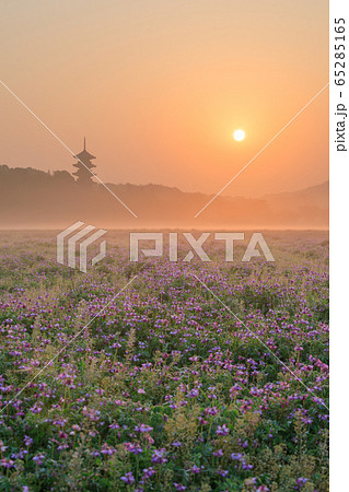 岡山_レンゲ畑と国分寺五重塔の絶景 65285165
