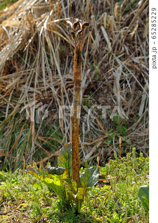 オオウバユリの枯れ茎の根元から葉が開く 福島県只見町 オオウバユリの枯れ茎の根元から葉が開く 福島県只見町 65285229