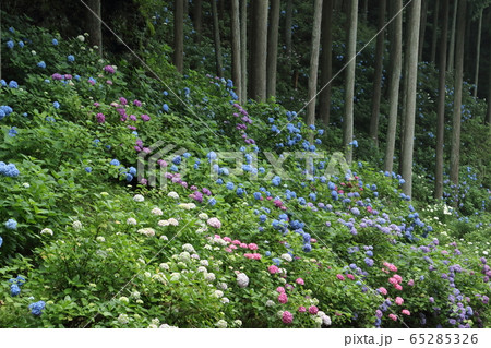 山間ののあじさい山 山間ののあじさい山 65285326