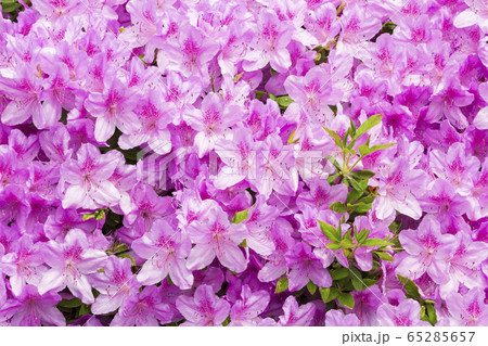 満開のツツジ 満開のツツジ 65285657