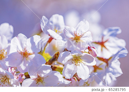 京都　祇園白川の桜　 65285795