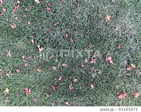 Texture of red beautiful natural fallen down Texture of red beautiful natural fallen down 65285873