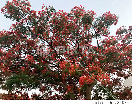 Texture of a fiery tree with red beautiful Texture of a fiery tree with red beautiful 65285875
