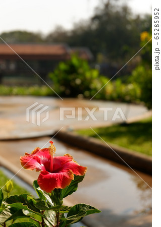 カンボジアの風景　花　アジア　海外旅行　 65285952