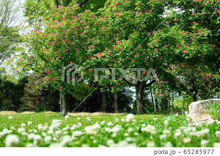 マロニエの木の写真素材