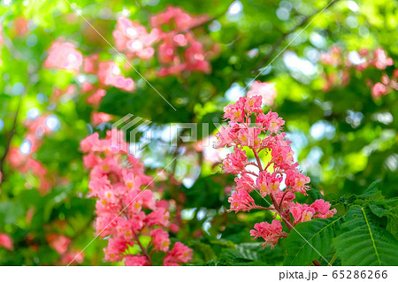 マロニエの花 マロニエの花 65286266