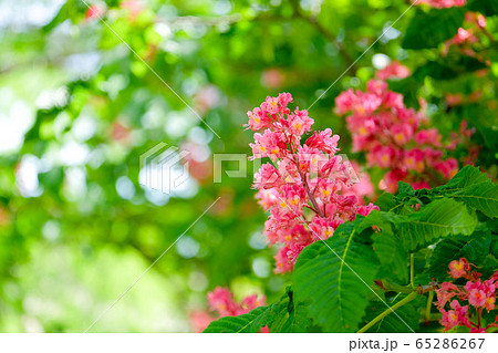 マロニエの花 マロニエの花 65286267