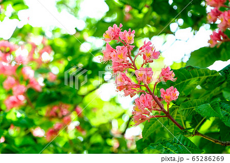 マロニエの花 マロニエの花 65286269