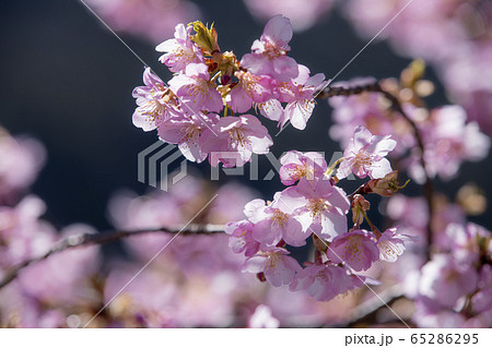 長野県　南信濃の河津桜 65286295