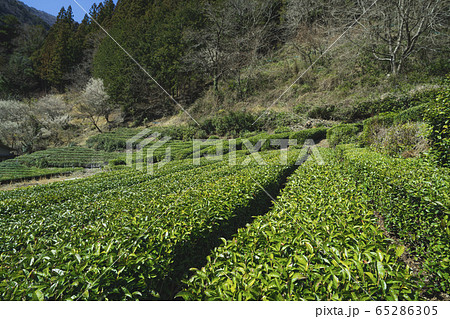 お茶畑 お茶畑 65286305