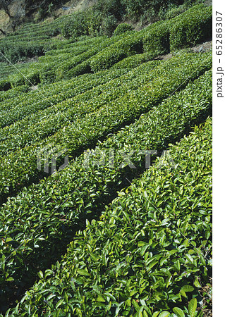 お茶畑 お茶畑 65286307