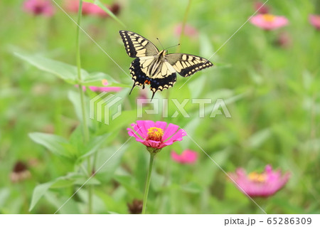 キアゲハ 65286309