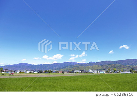 麦畑の青麦と快晴の青空 長野県松本市 麦畑の青麦と快晴の青空 長野県松本市 65286316