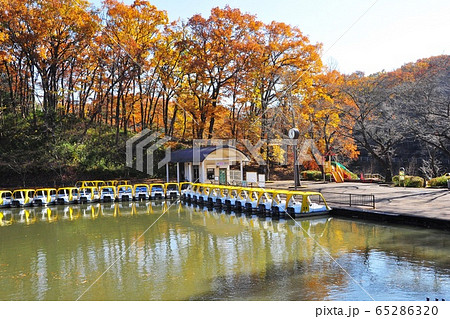 横浜市青葉区　こどもの国の白鳥湖ボートのりばと紅葉 65286320