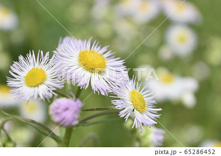 ハルシオン 65286452