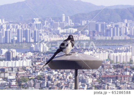 カメラに目を向ける都会の鳥の写真素材