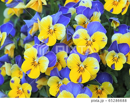 パンジー 65286688