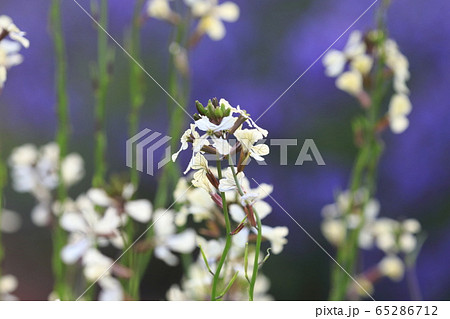 ルッコラの花 ルッコラの花 65286712