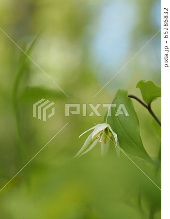 チゴユリ 65286832