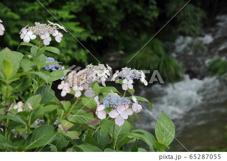 越生あじさい街道 65287055