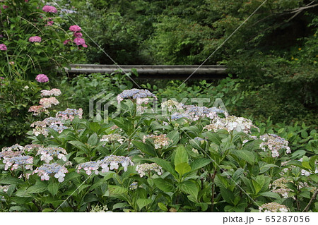 越生あじさい街道 越生あじさい街道 65287056