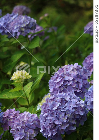 松前城の紫陽花の写真素材