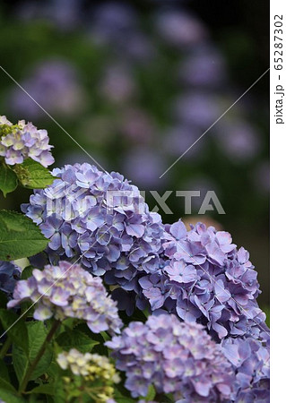 松前城の紫陽花の写真素材